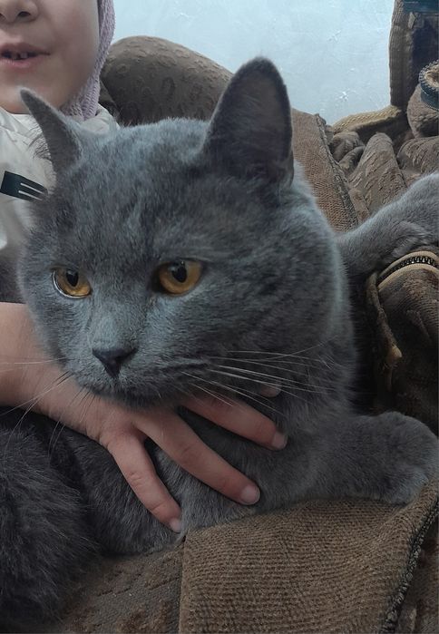 Бесплатно! Британский короткошерстный кот,для связи напишите в OLX