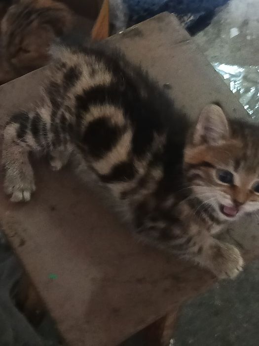Продам котят (девочки)