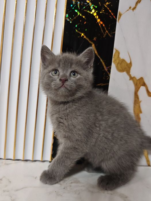 Продам милых  котят