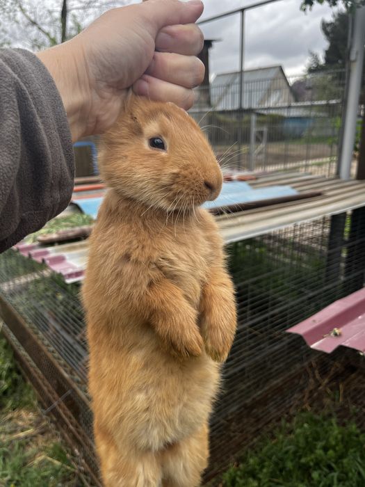 Продам кроликов возраст 2 месяца