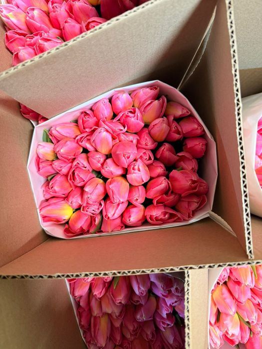 Тюльпаны по 650 за штуку