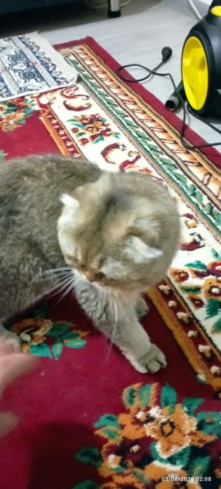 Mushuk zotdor erkak