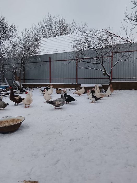 Rațe mute de vânzare