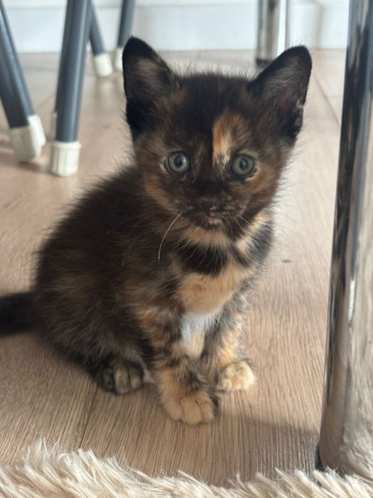Отдам котенка в добрые руки