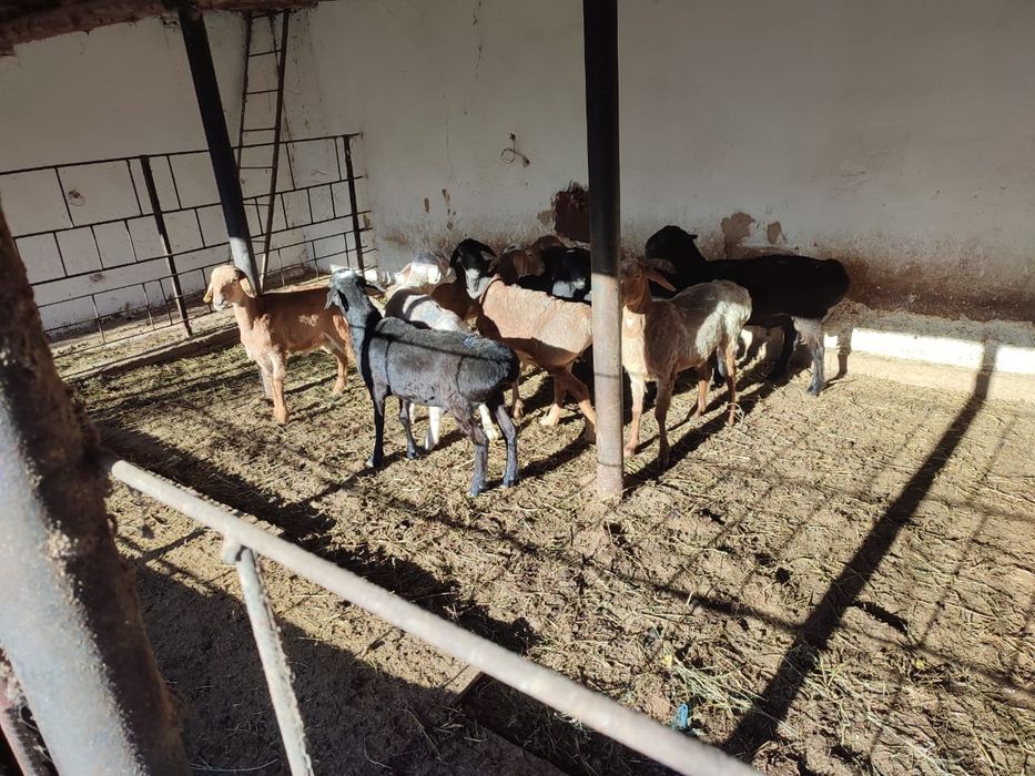 Кой бар. Бараны,