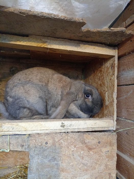 Iepuri rasa berbec german