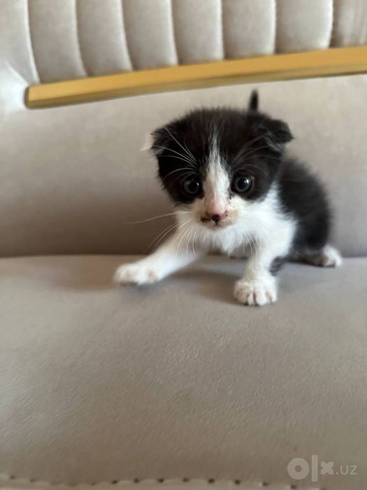 Scottish fold mushuk bolalari