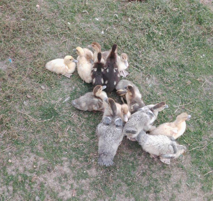Boboci de rață mută