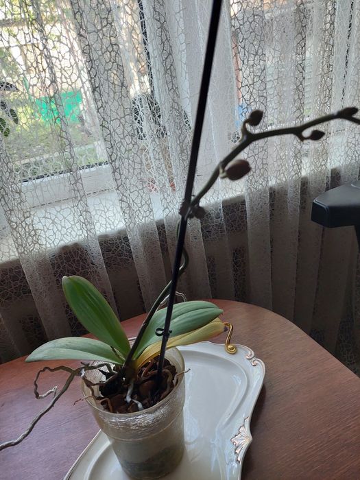 Комнатные цветы. Караганда. Самовывоз.