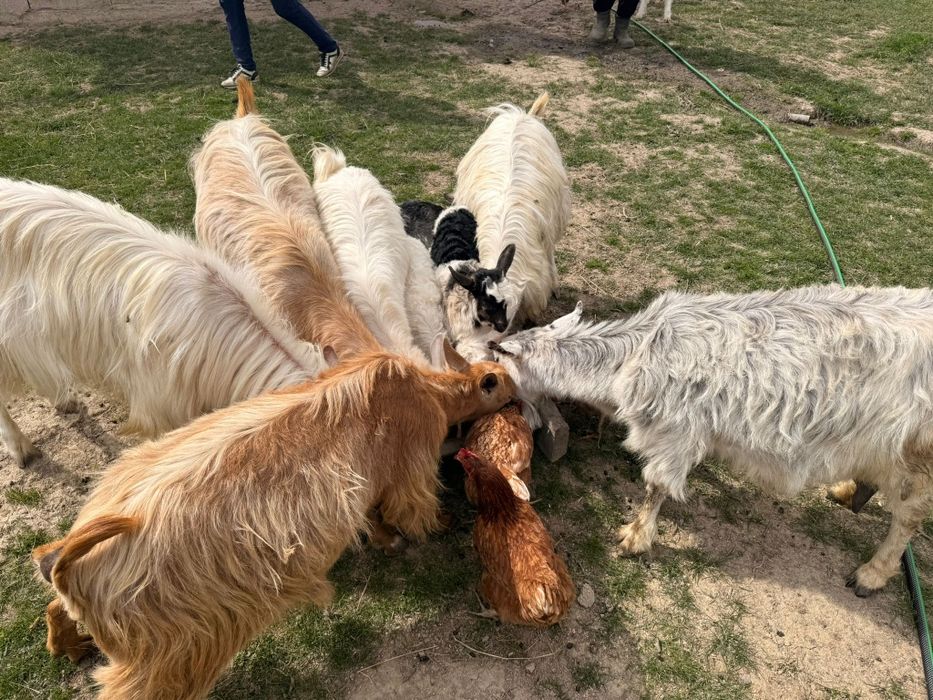 Vând capre și iezi