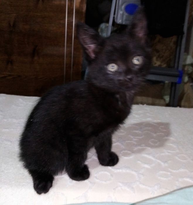 Отдам котят 2 мес, котики