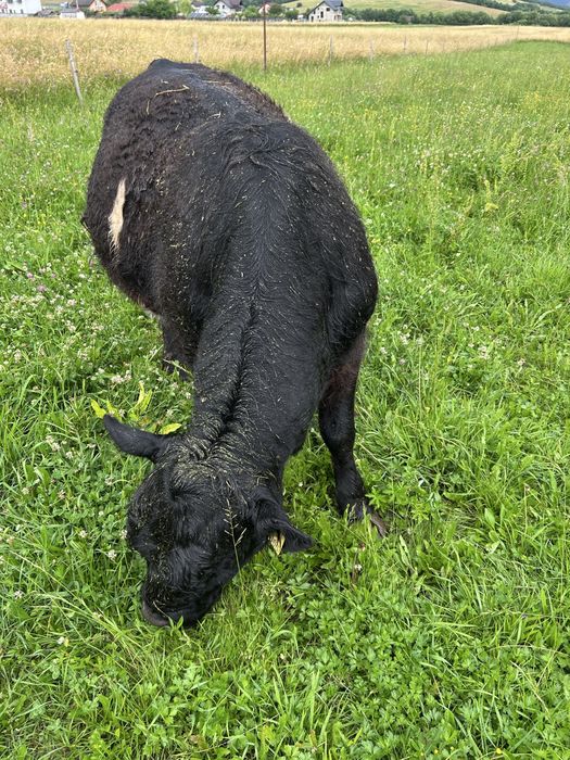 Vitel balted galloway