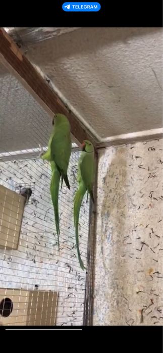 Сотилади Рабочая пара Ожерелового попугая