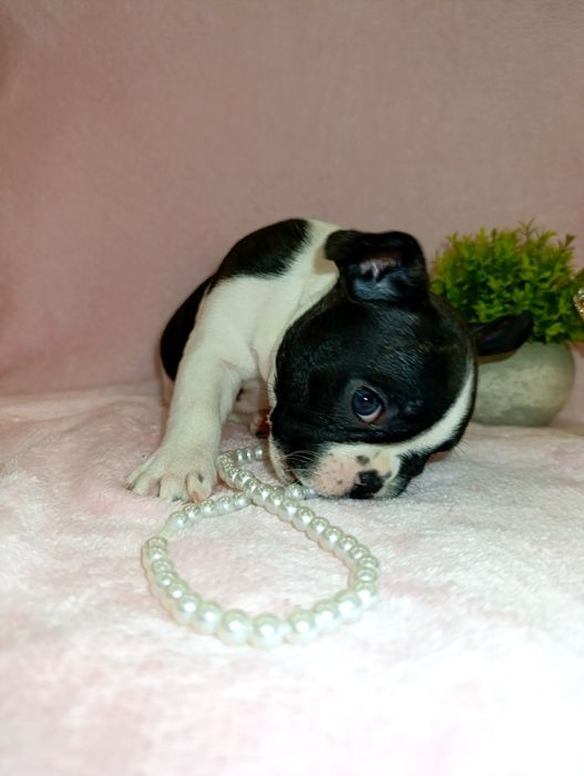 Французский бульдог Алматы