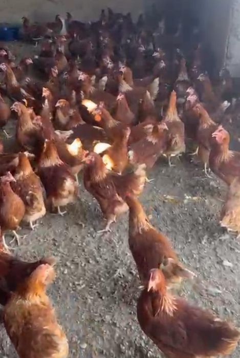 Ломан браун Леггорн