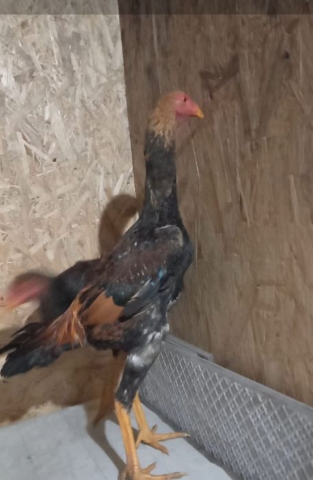 Продам Дакана Майский