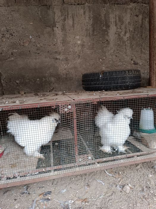 Cocosi mătase japoneză și italiană