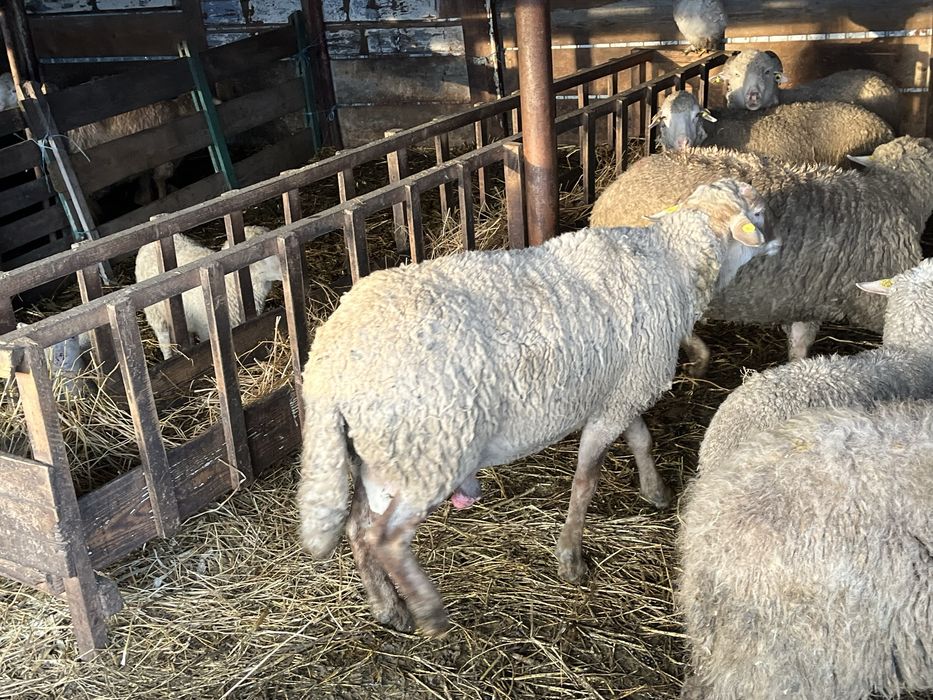 Oi de vanzare si un berbec