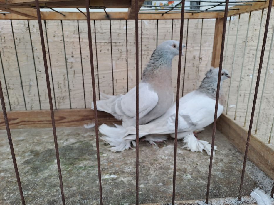 Голуби двухчуб.игровыесамец,сочь.плод-100%