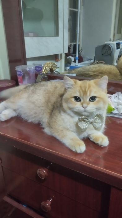 VIYASKAGA qiz mushuklarni taklif qilamiz