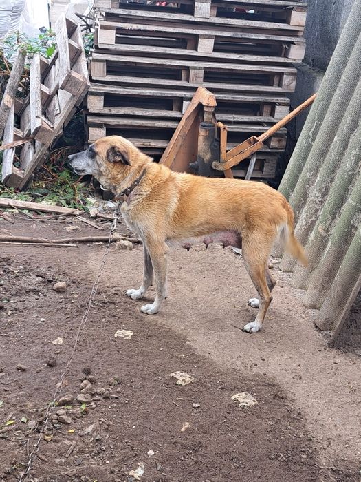 Малки кученца !!! Майка Белгийска овчарка !!! Баща Лабрадор !!!