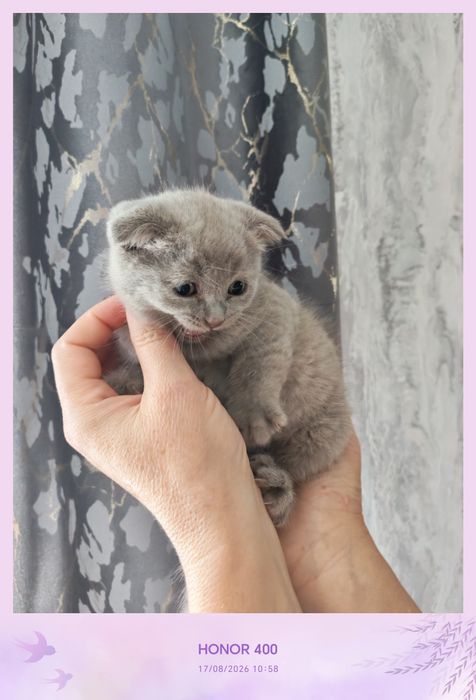 Открывается бронь очаровательных котят.