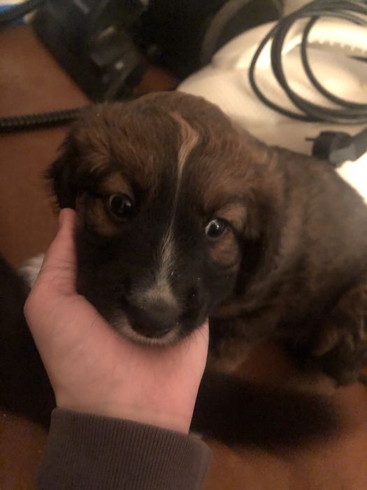 Отдам шенка месяц и неделя