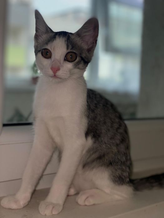 Dau spre adoptie puiuț pisica 3 luni KITTY