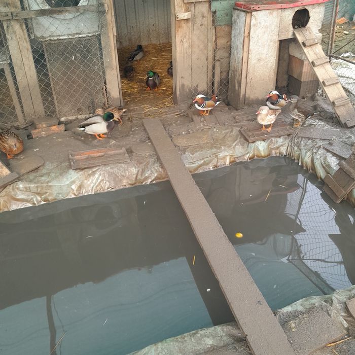 Disponibile rate mandarine si rate salbatice