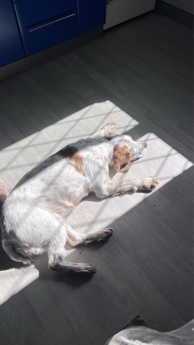 Передержка/гостиница для собак