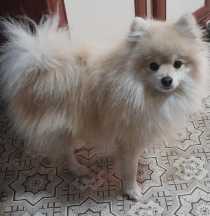 Немецкий шпиц на ВЯЗКУ.. Мальчик.