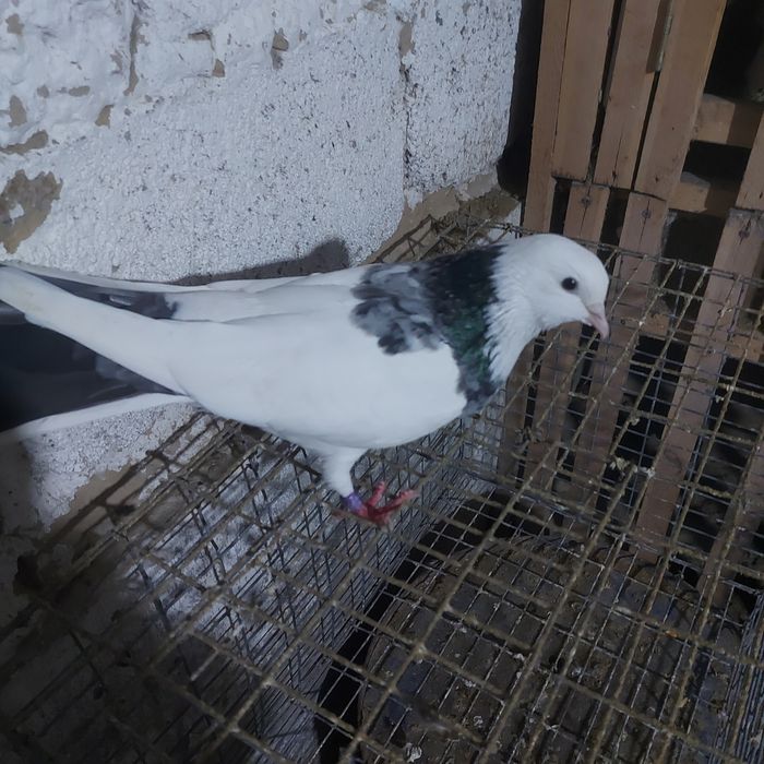 Мрамор шейки самка