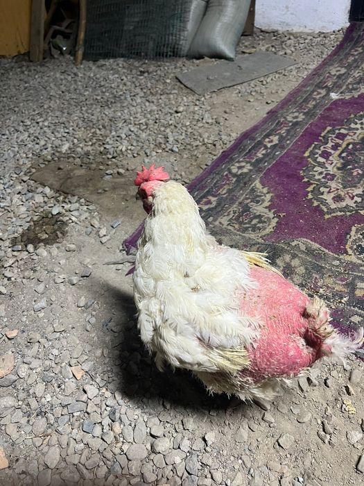 Продам бройлерных кур