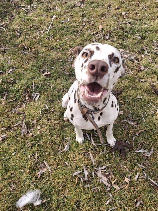 Отдам в хорошие руки