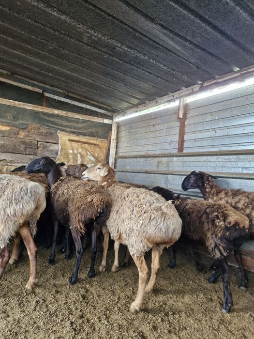 Продам овцы баран козы козел