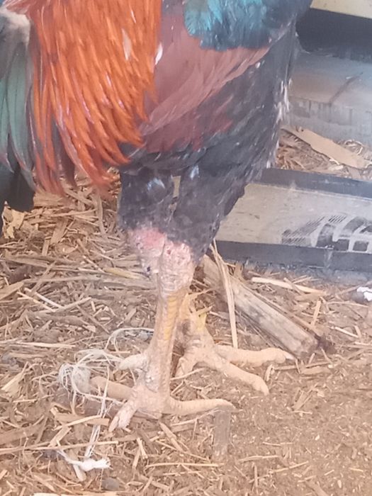 Дакан қораз сатылады