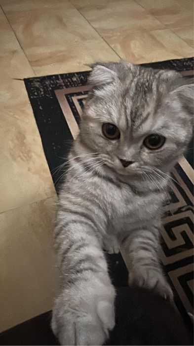 Продам котят веслоухое