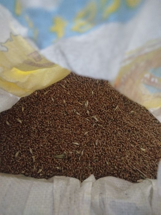 Бугдой сотилади Маргилонда