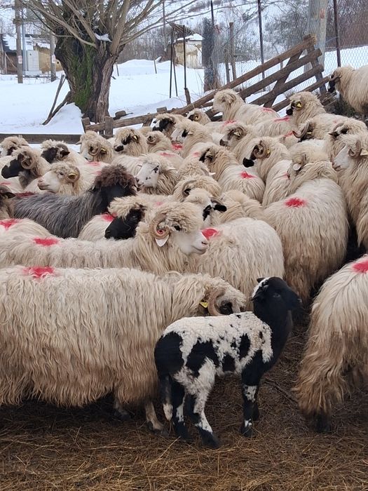 De vânzare 70 de oi bune de tinut