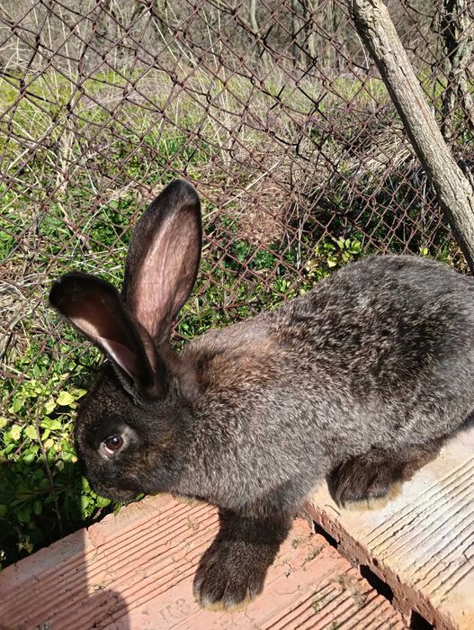Зайци за разплод зайци