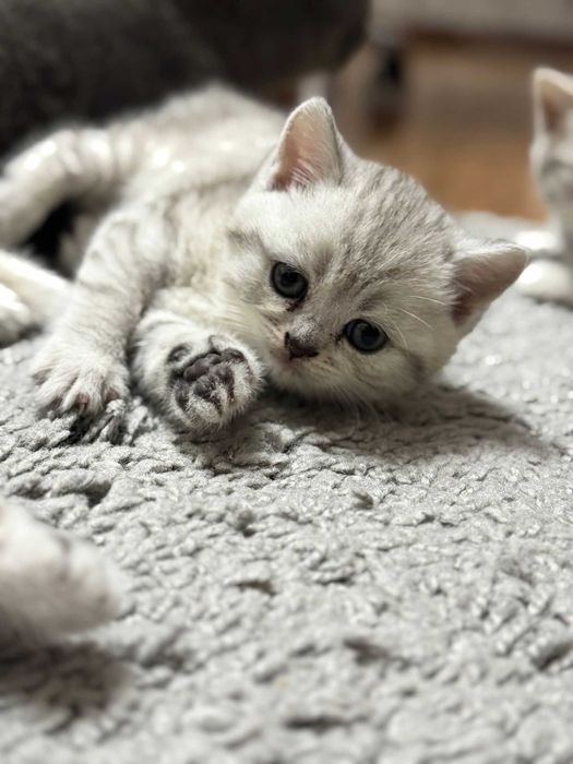 British shorthair tabby