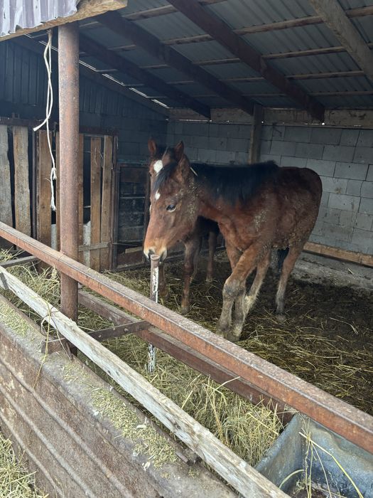 Екі тай сатылады