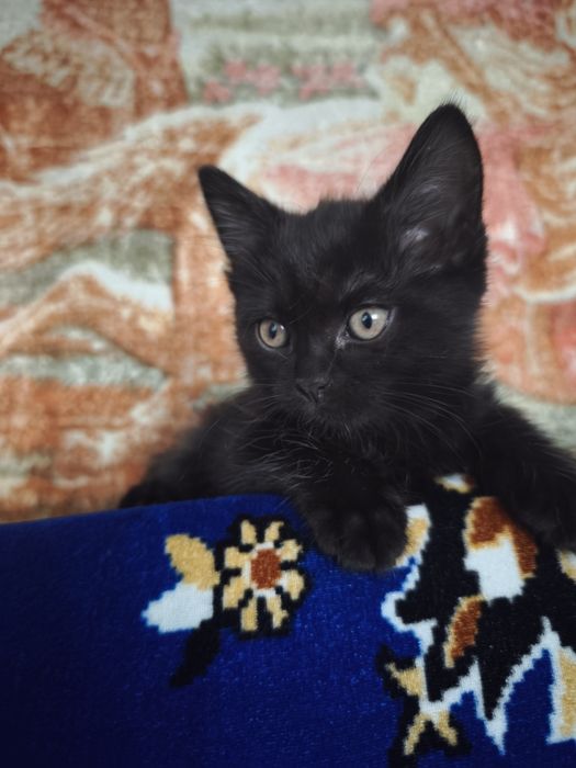Игривый котенок ищет дом