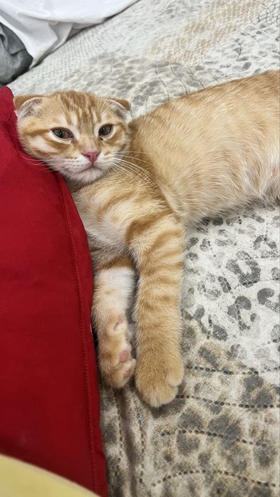 Вислоухий котенок