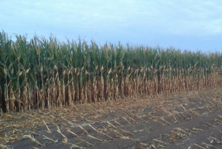 Sămânță Porumb Certificat pentru SILOZ cu Acte pt subvenția APIA