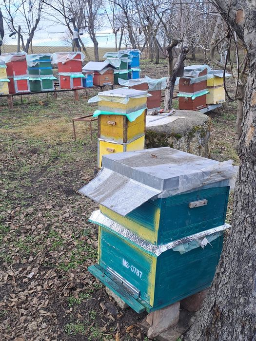 Vând 10 famili de albine cu tot cu lăzi