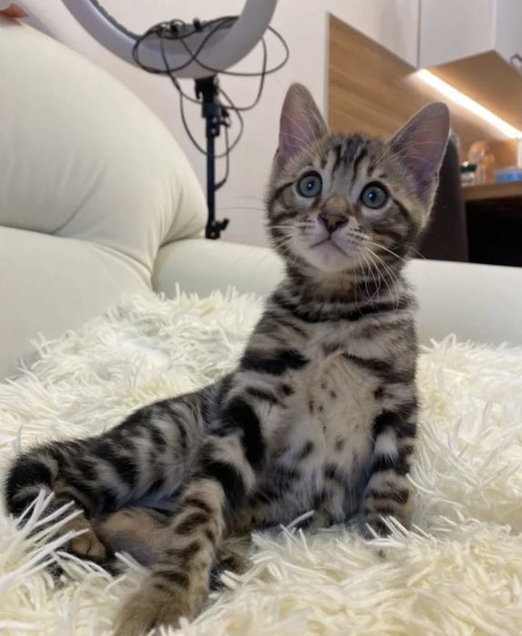 Бенгальские котята