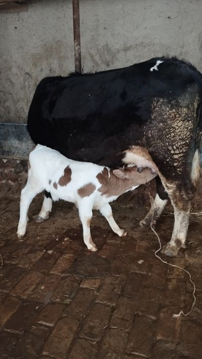 Ona bola sigir sotiladi