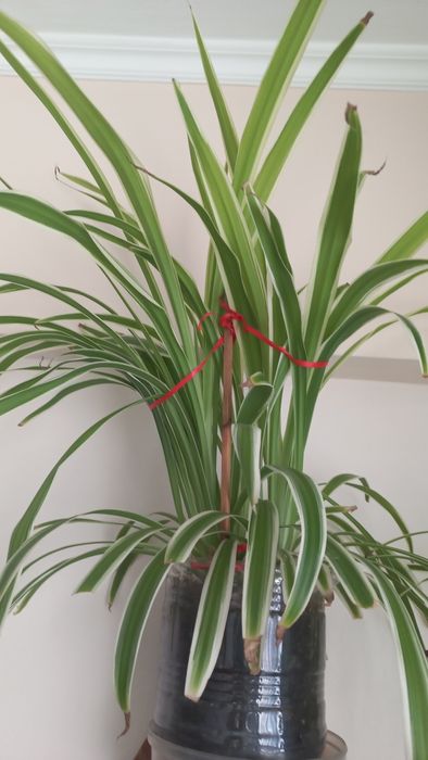 Продам Хлорофитум.