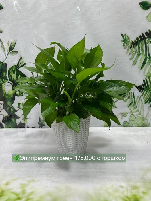 Эпипремнум Марбл, Эпипремнум Нжой и другие эпипремнумы